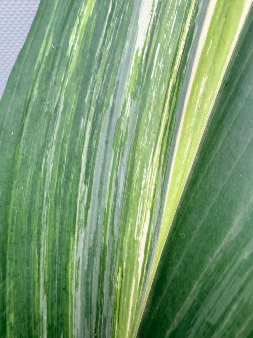 Aspidistra Elatior Variegata 08