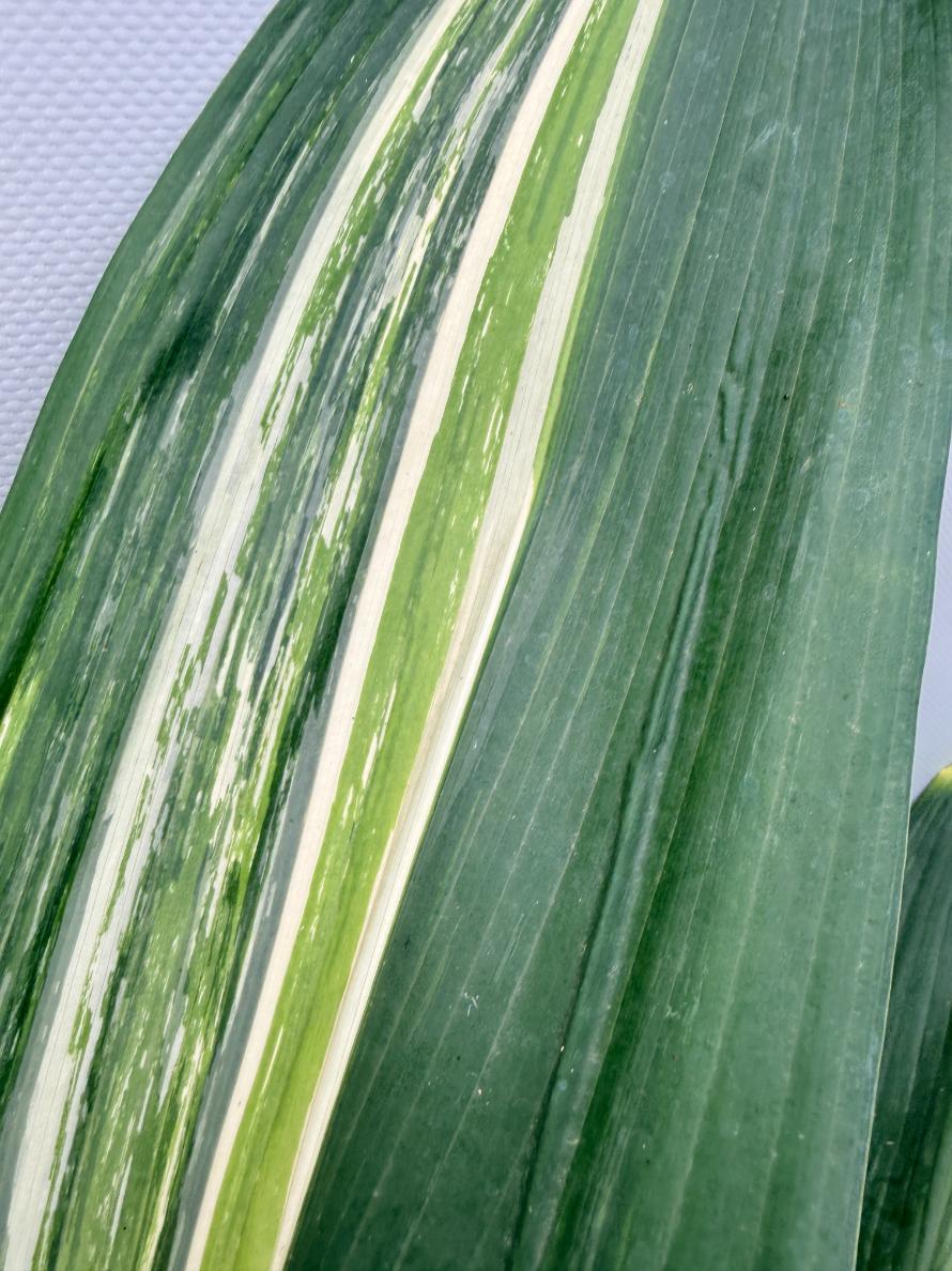 Aspidistra Elatior Variegata 09