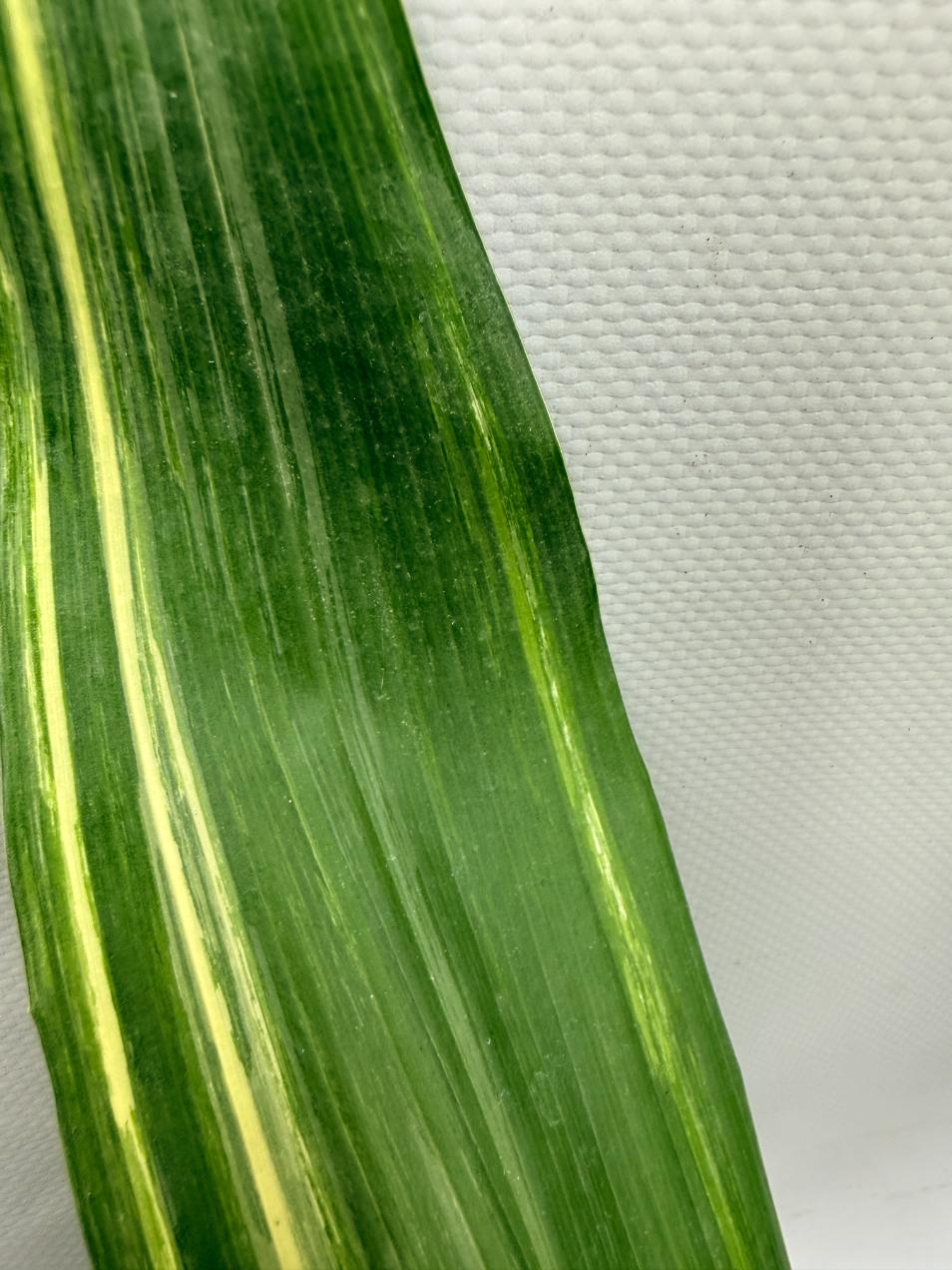 Aspidistra Elatior Variegata 10
