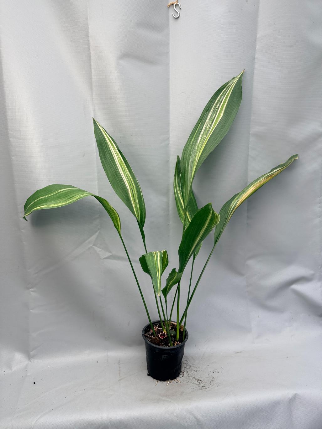 Aspidistra Elatior Variegata 01