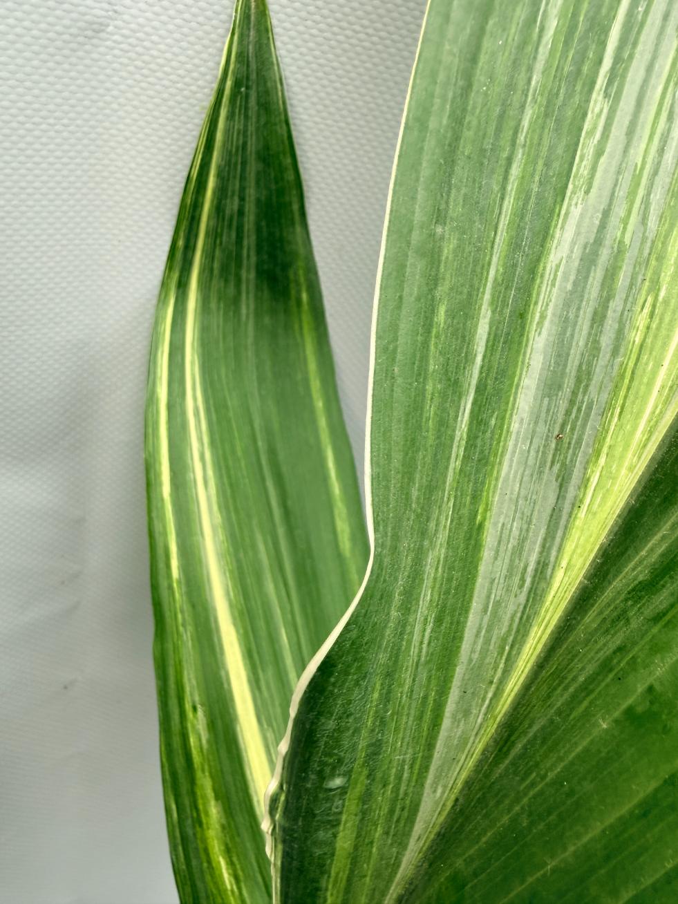 Aspidistra Elatior Variegata 03