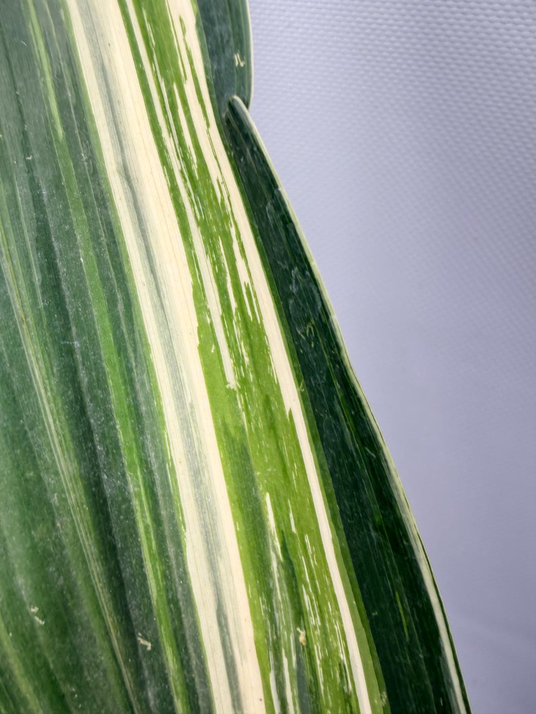 Aspidistra Elatior Variegata 04