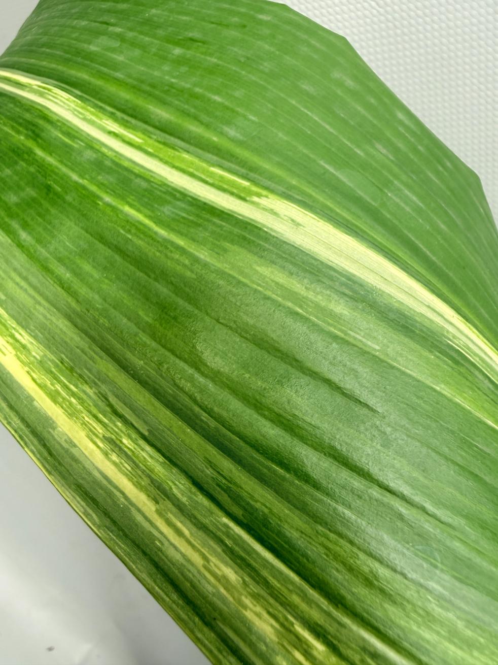 Aspidistra Elatior Variegata 05