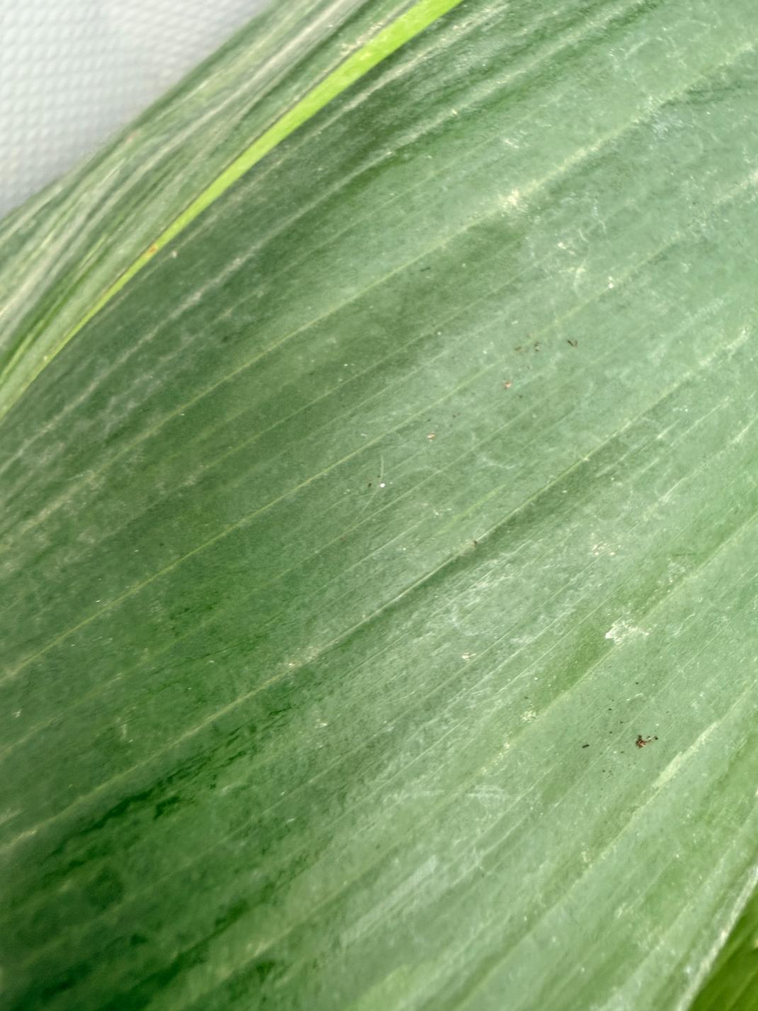Aspidistra Elatior Variegata 06
