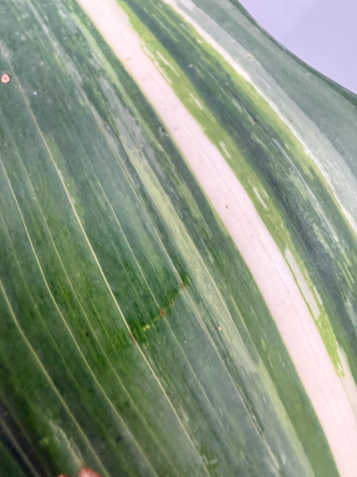 Aspidistra Elatior Variegata 07