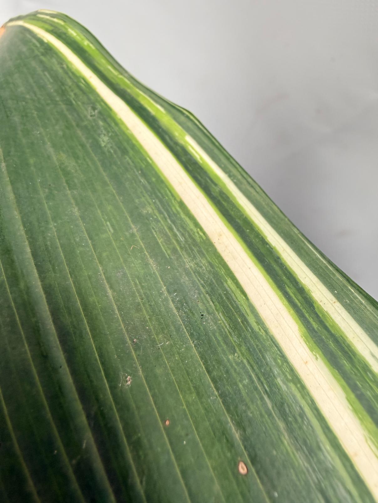 Aspidistra Elatior Variegata 08