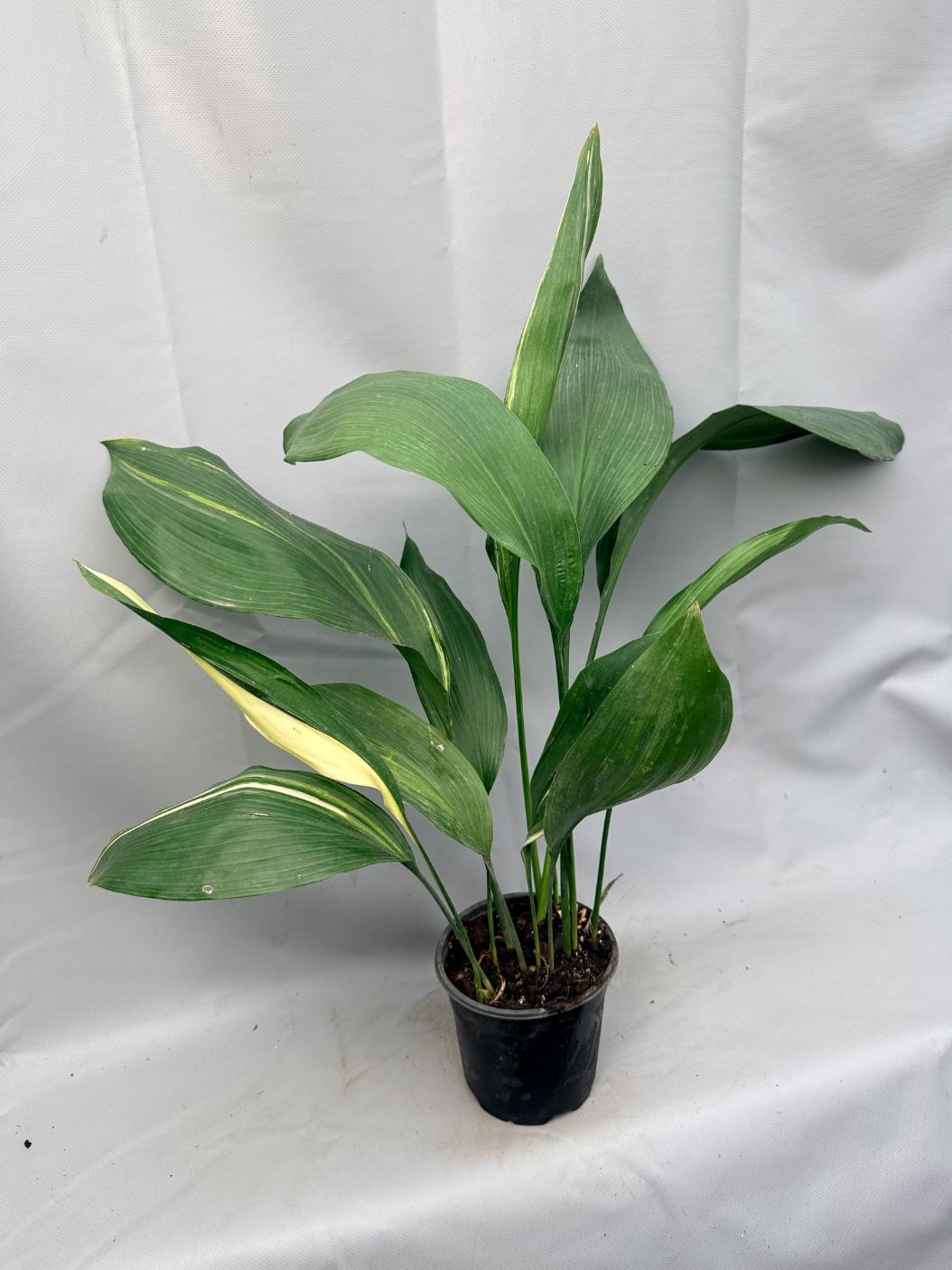 Aspidistra Elatior Variegata 01
