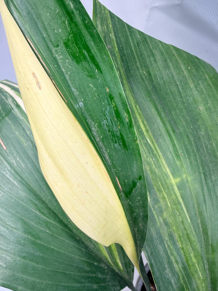 Aspidistra Elatior Variegata 02