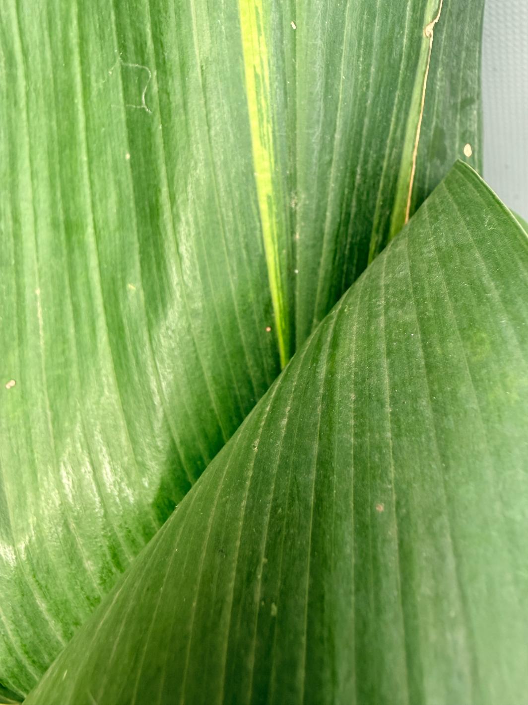 Aspidistra Elatior Variegata 04