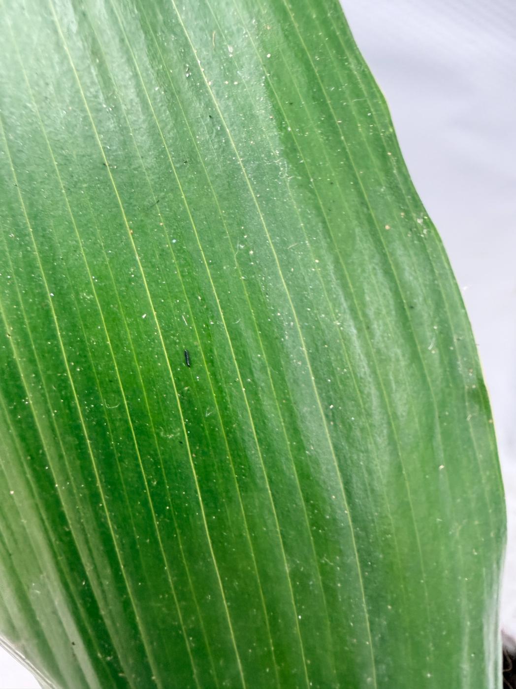 Aspidistra Elatior Variegata 05