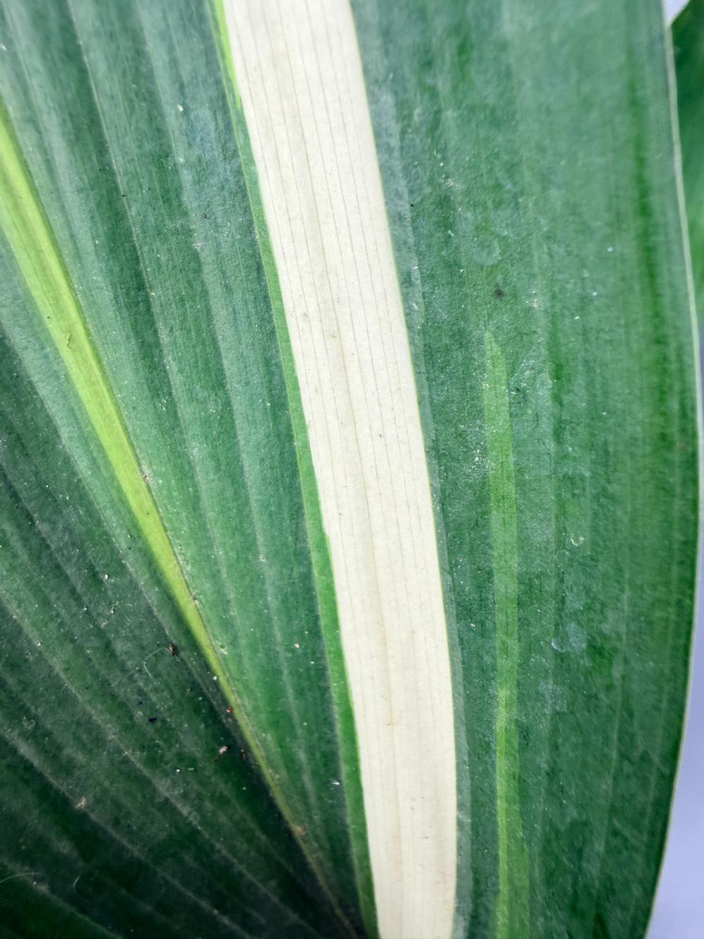 Aspidistra Elatior Variegata 06