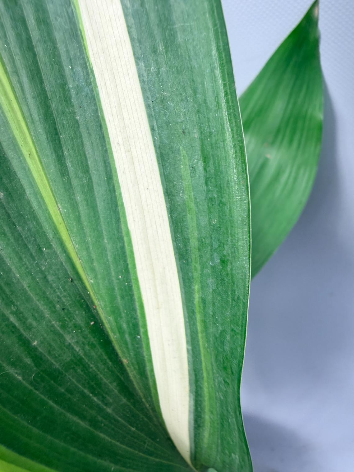 Aspidistra Elatior Variegata 07