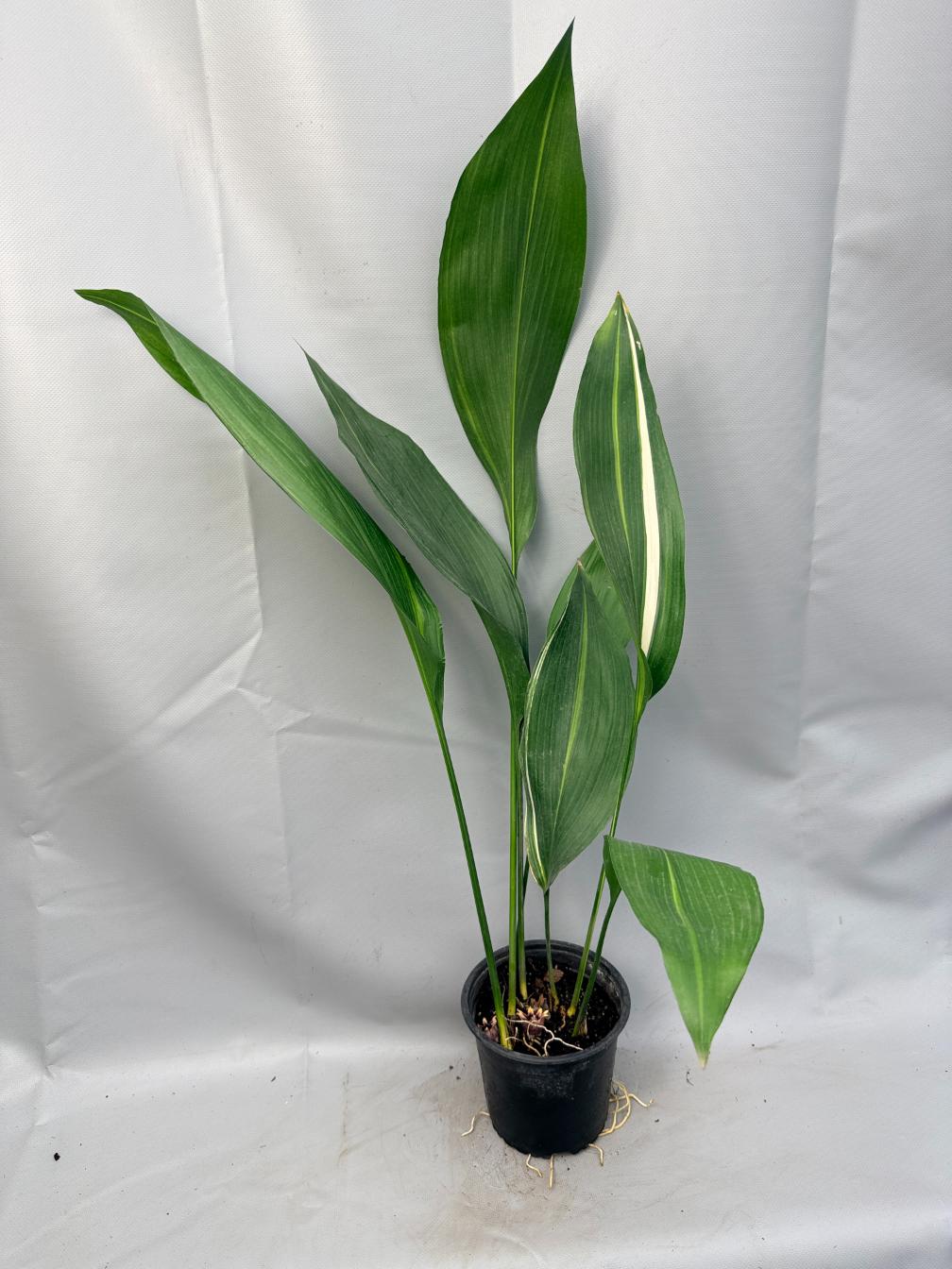 Aspidistra Elatior Variegata 01