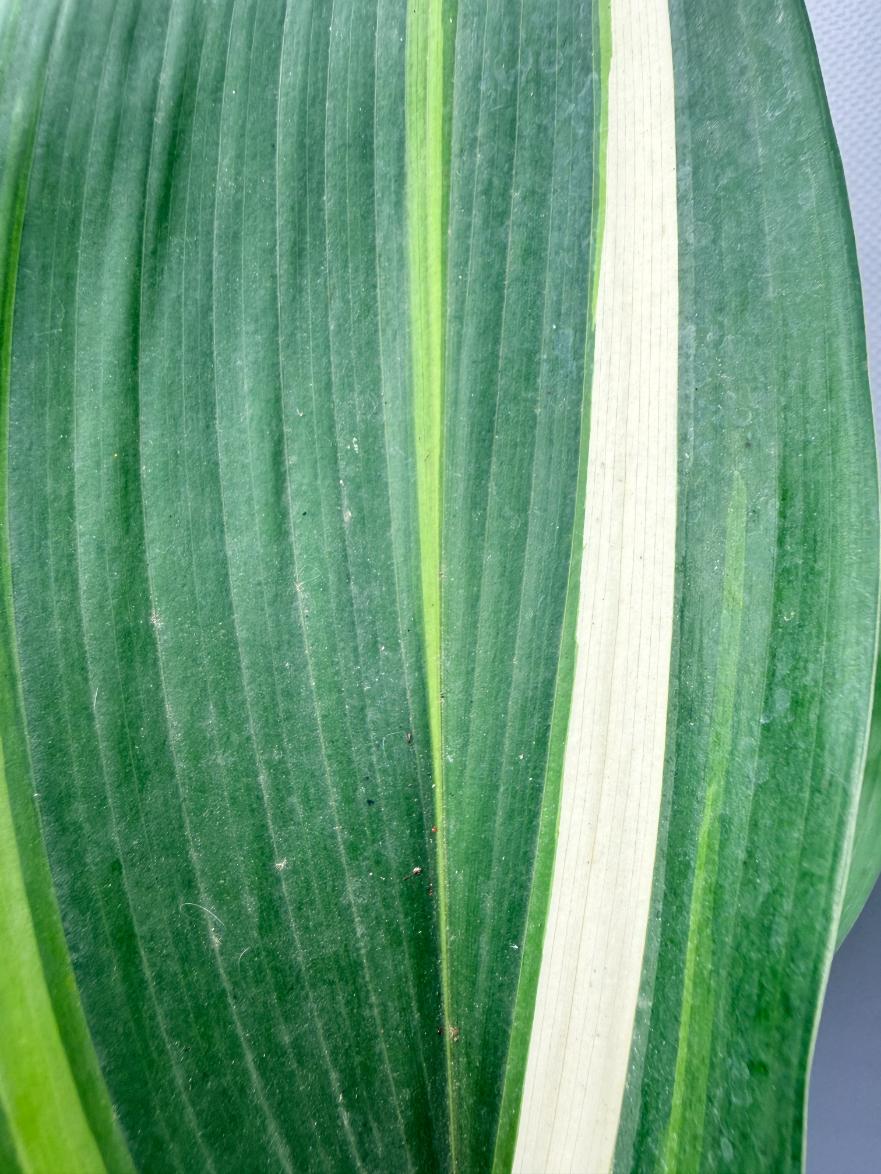 Aspidistra Elatior Variegata 02