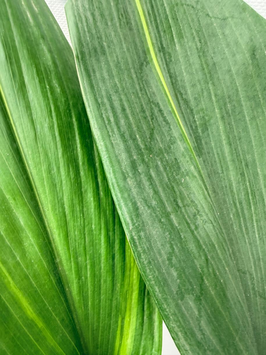 Aspidistra Elatior Variegata 03
