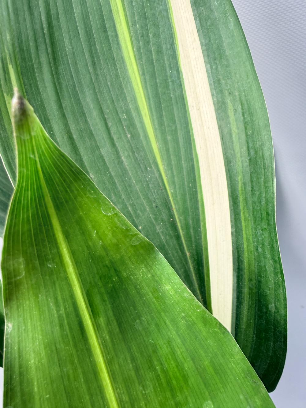 Aspidistra Elatior Variegata 04
