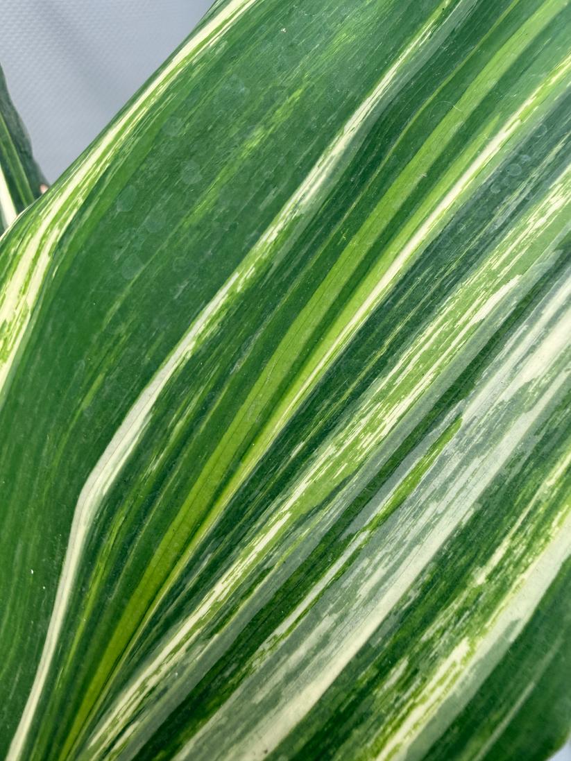 Aspidistra Elatior Variegata 02