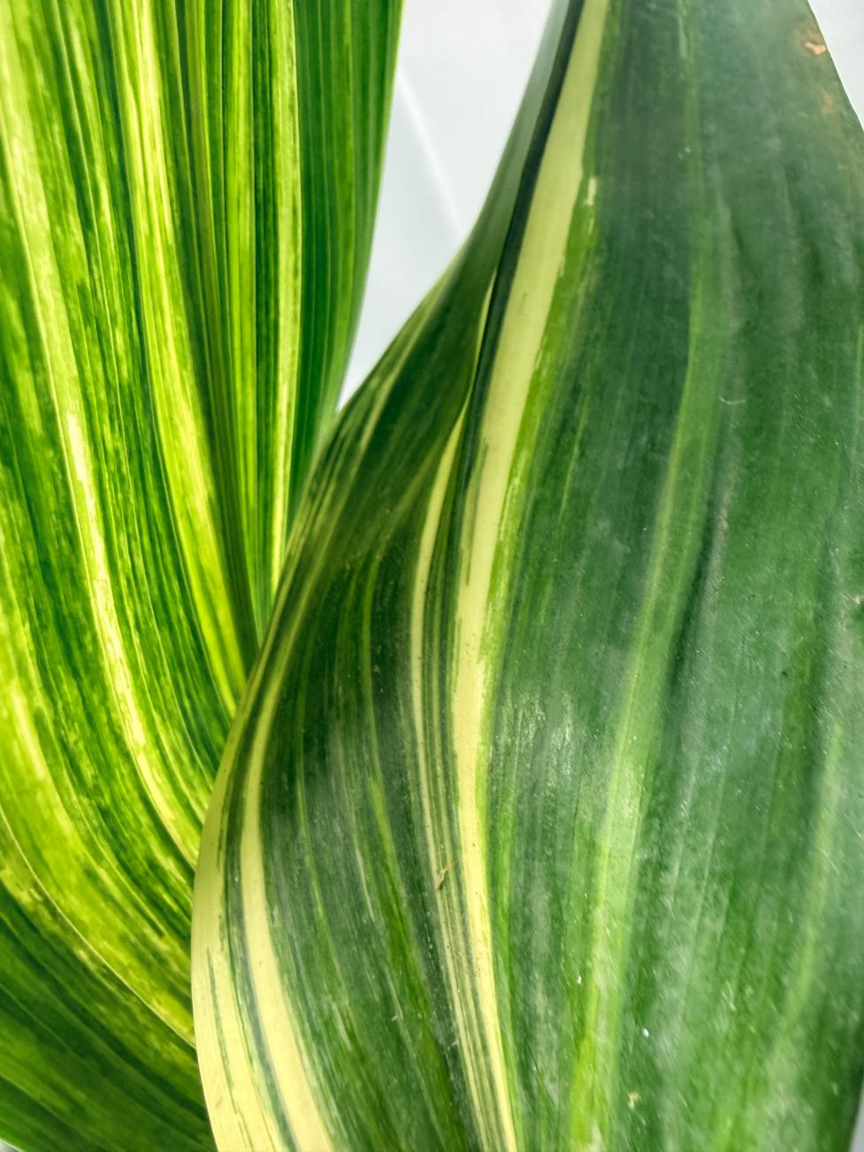 Aspidistra Elatior Variegata 03
