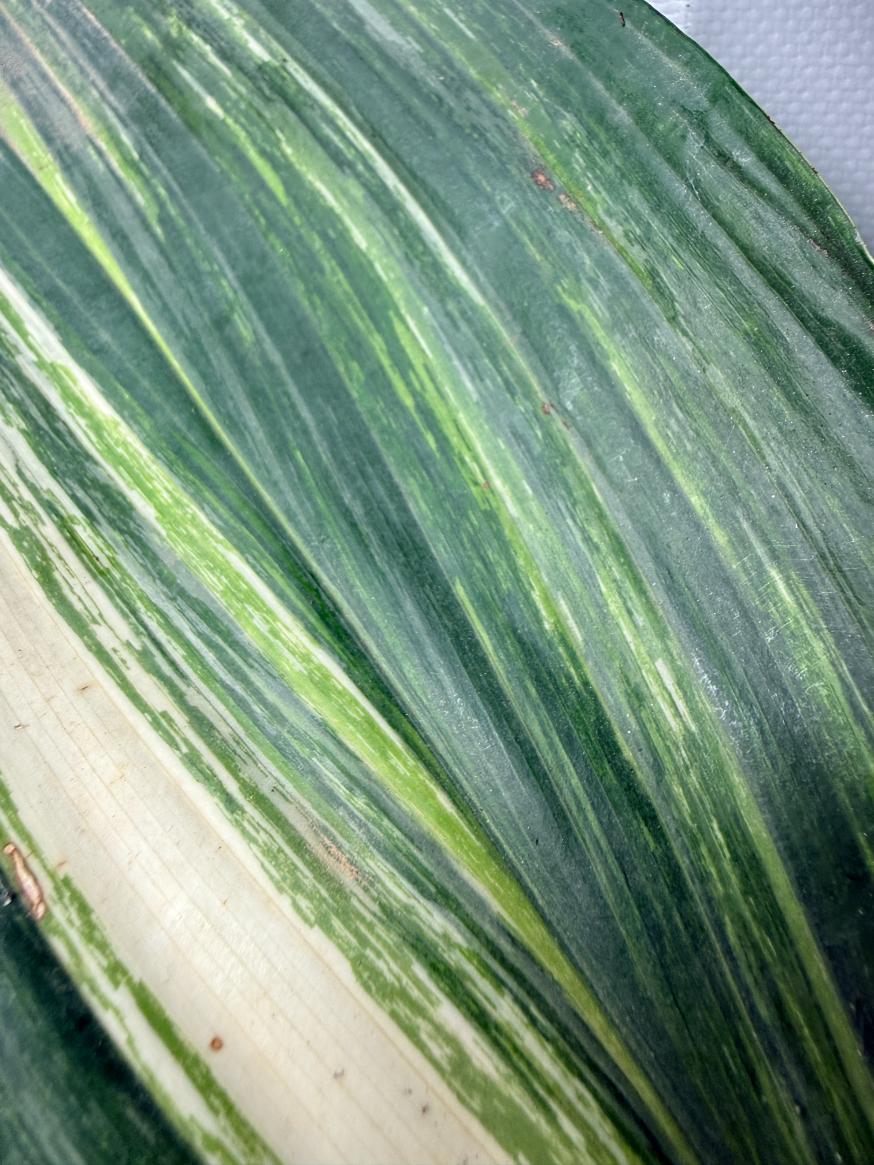 Aspidistra Elatior Variegata 04
