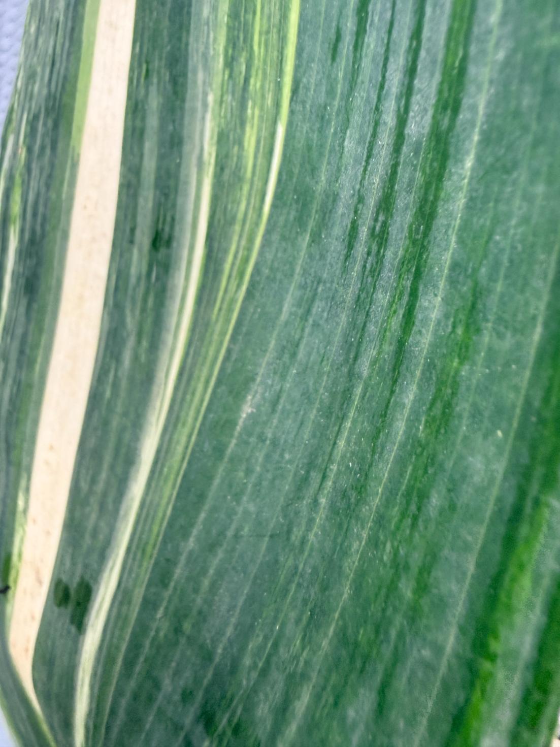 Aspidistra Elatior Variegata 05