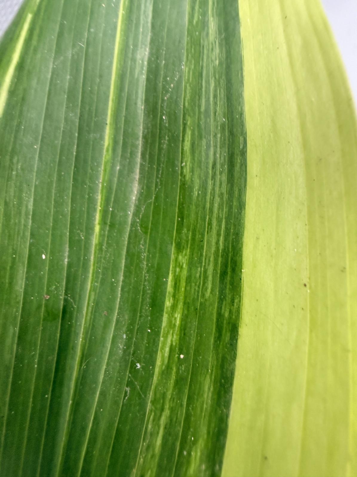 Aspidistra Elatior Variegata 06