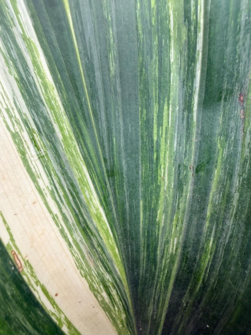Aspidistra Elatior Variegata 07
