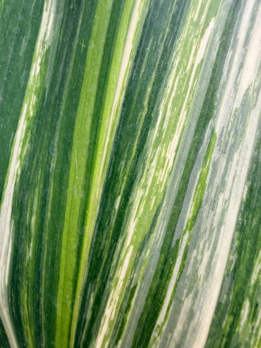 Aspidistra Elatior Variegata 08