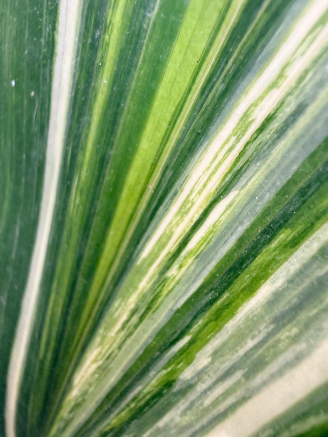Aspidistra Elatior Variegata 09