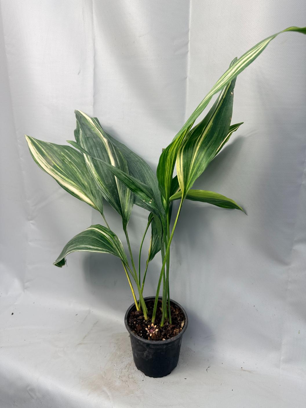 Aspidistra Elatior Variegata 01