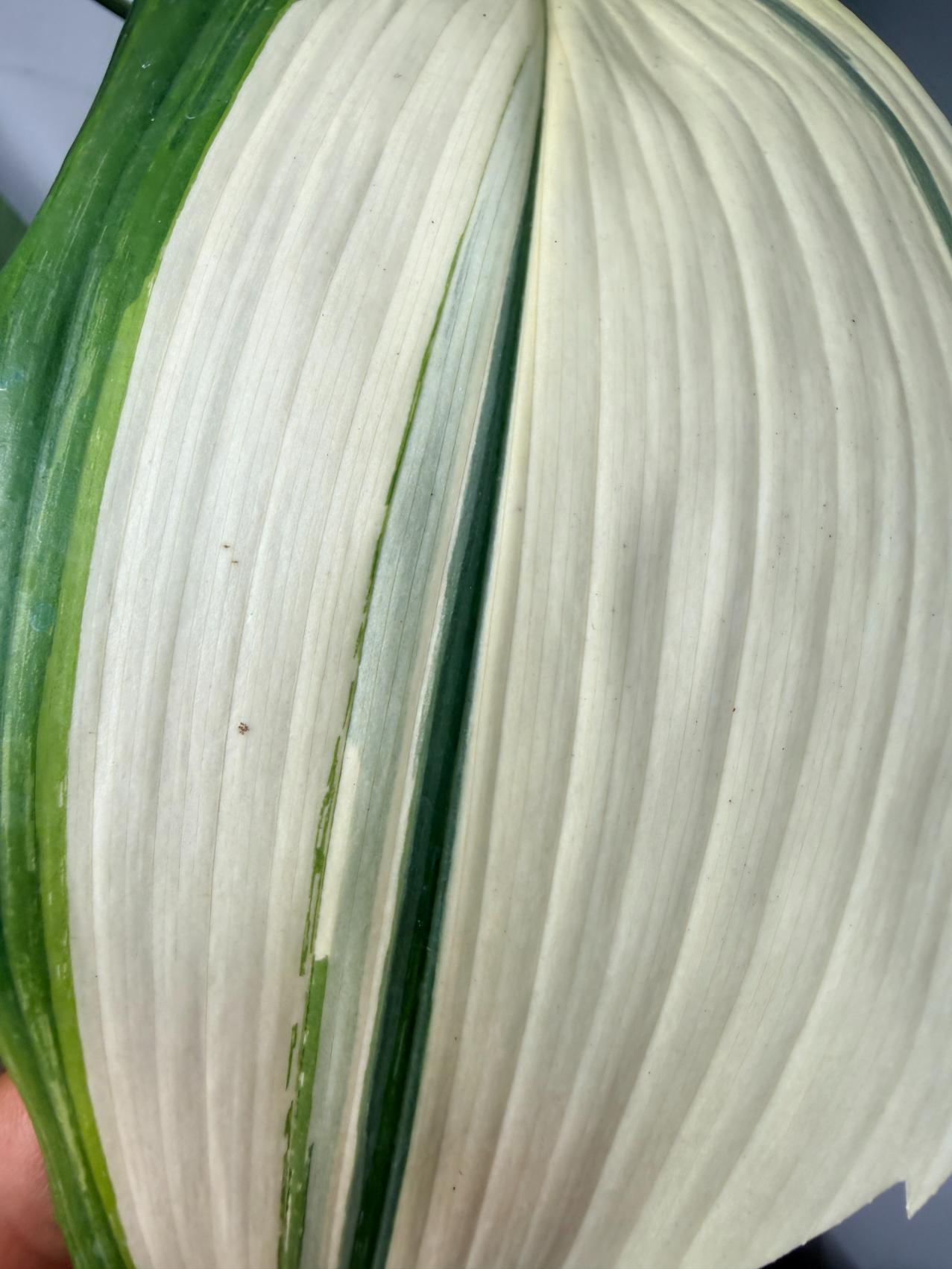 Aspidistra Elatior Variegata 06