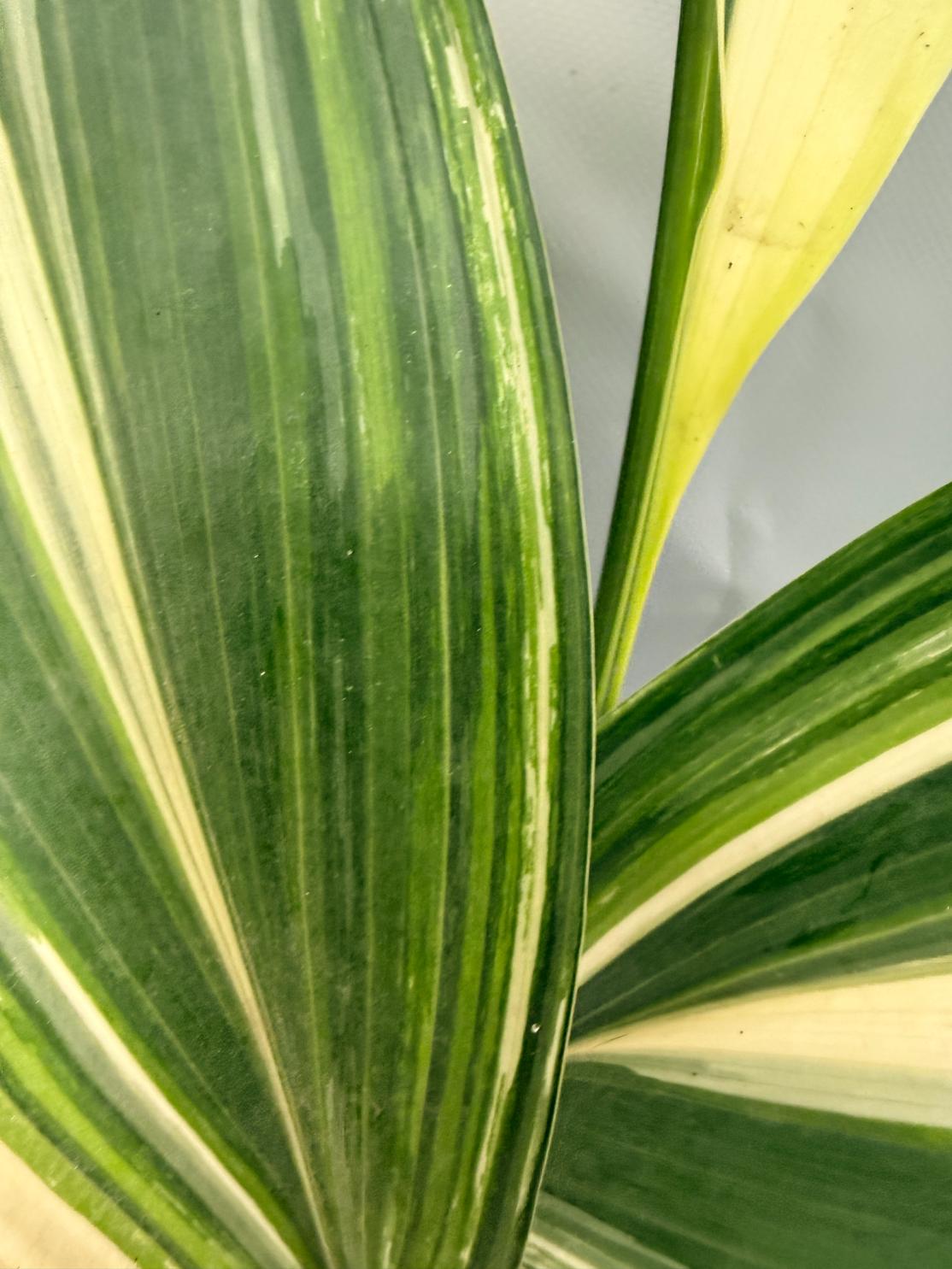 Aspidistra Elatior Variegata 08