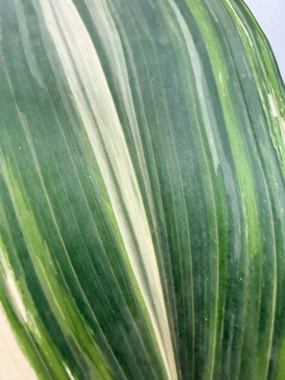 Aspidistra Elatior Variegata 09
