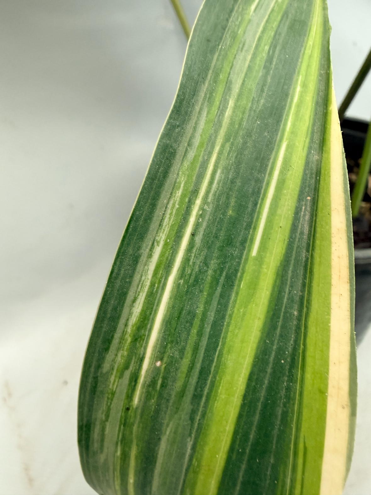 Aspidistra Elatior Variegata 10