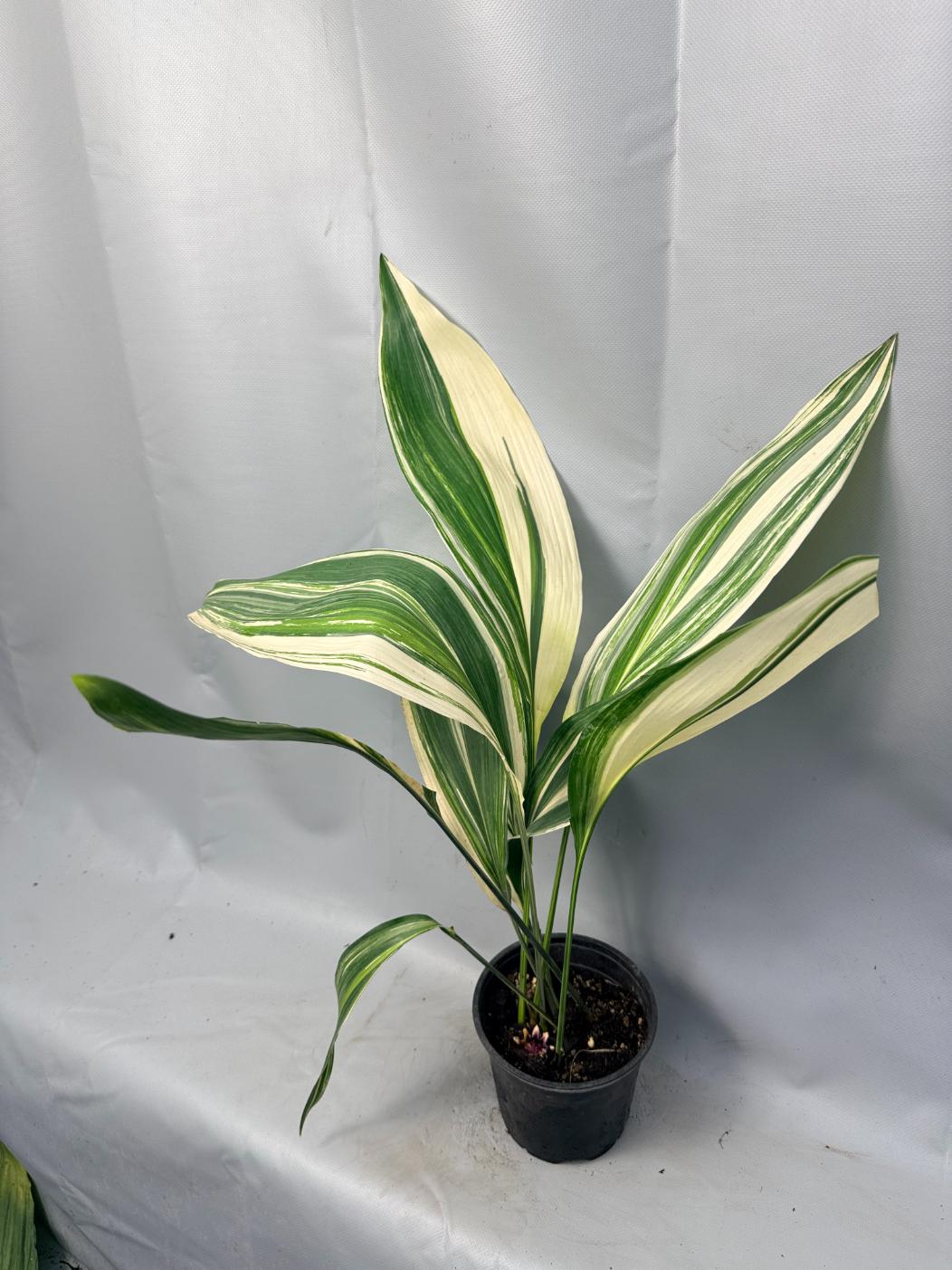 Aspidistra Elatior Variegata 01