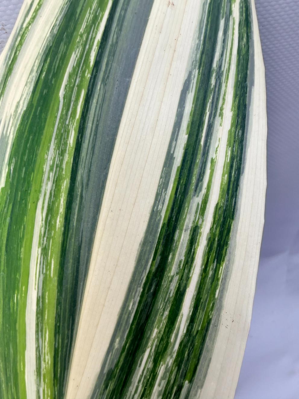 Aspidistra Elatior Variegata 02