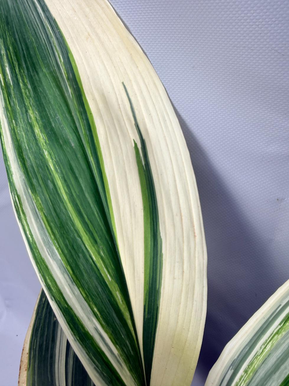Aspidistra Elatior Variegata 03