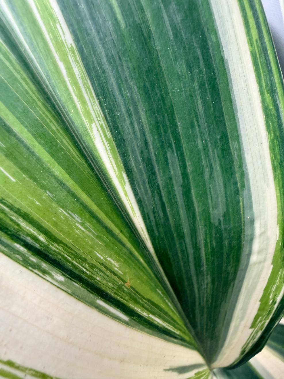 Aspidistra Elatior Variegata 04