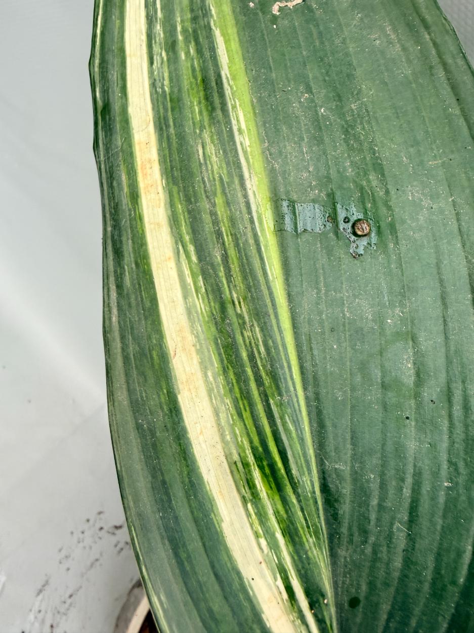 Aspidistra Elatior Variegata  foglia n 7