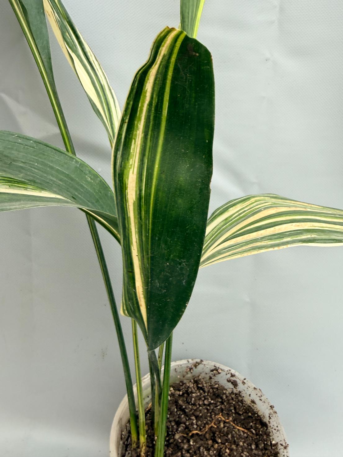 Aspidistra Elatior Variegata  foglia n 8