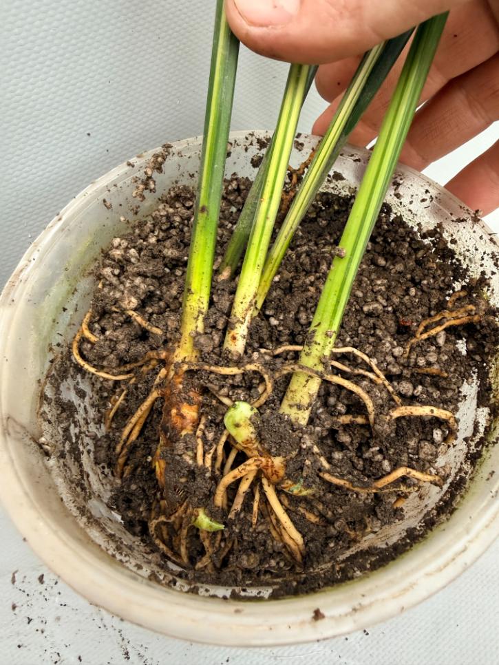 Aspidistra Elatior Variegata  foglia n radici e fiore