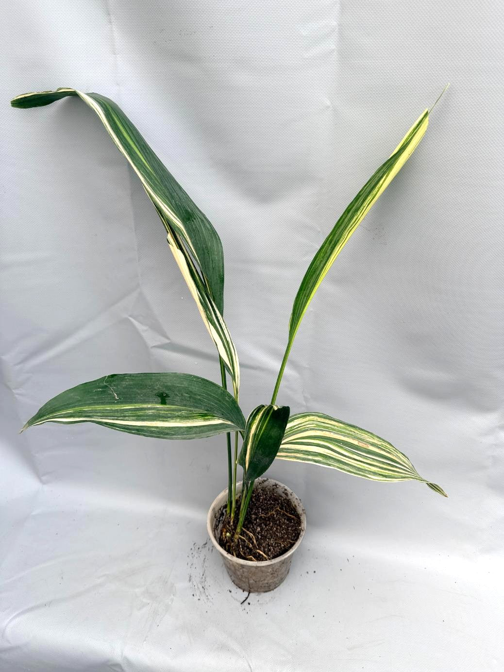 Aspidistra Elatior Variegata  pianta intera