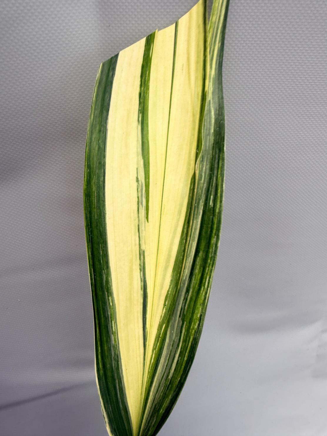 Aspidistra Elatior Variegata  foglia n 1