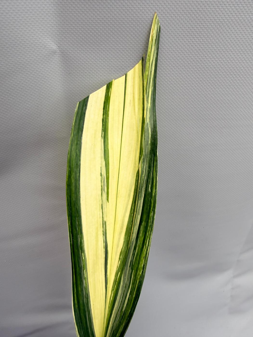 Aspidistra Elatior Variegata  foglia n 2