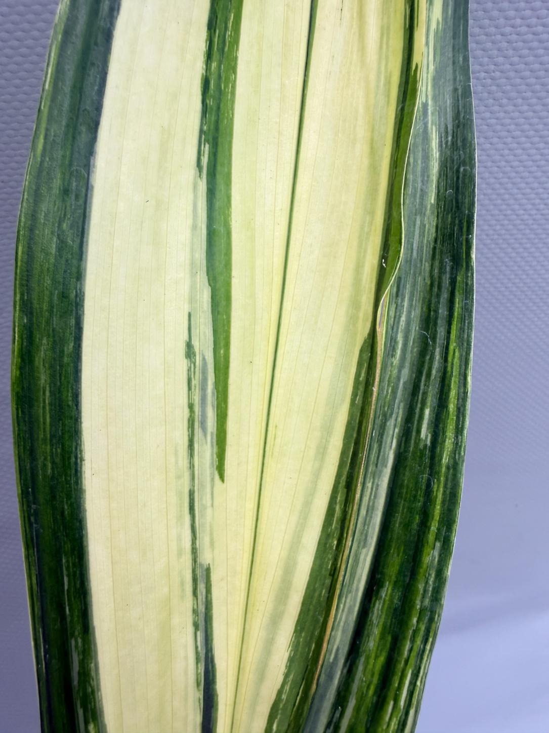 Aspidistra Elatior Variegata  foglia n 3