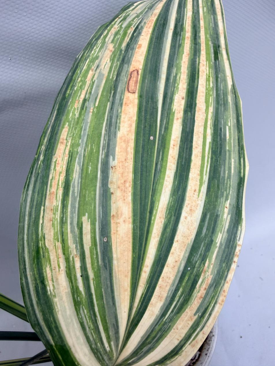 Aspidistra Elatior Variegata  foglia n 4
