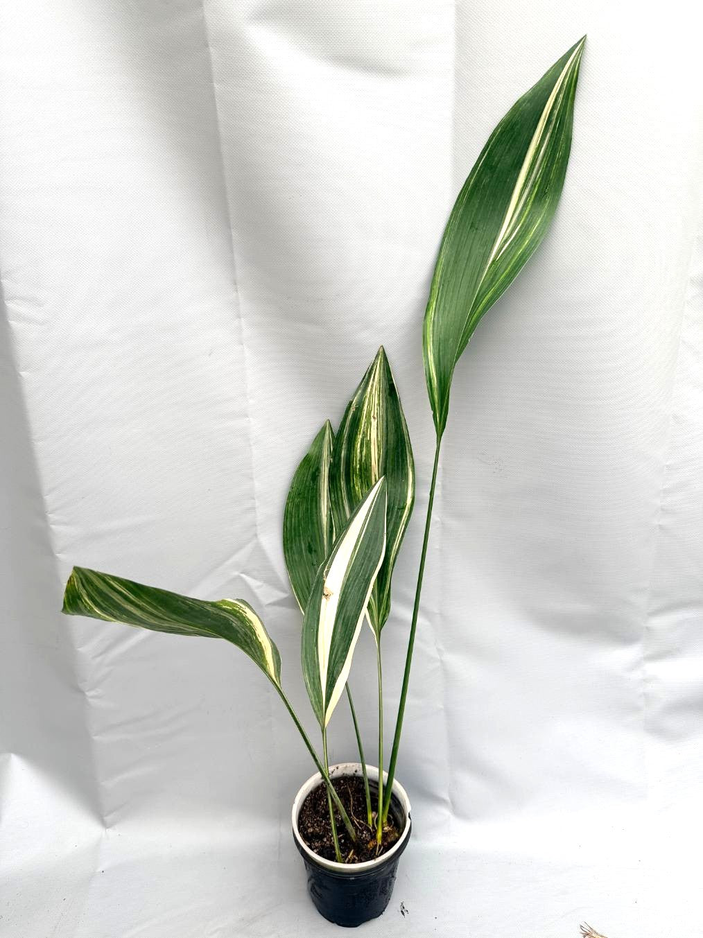 Aspidistra Elatior Variegata  intera