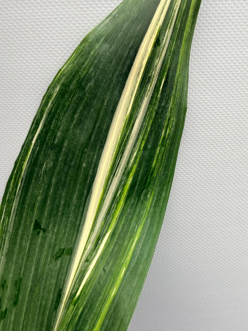 Aspidistra Elatior Variegata  foglia n 2