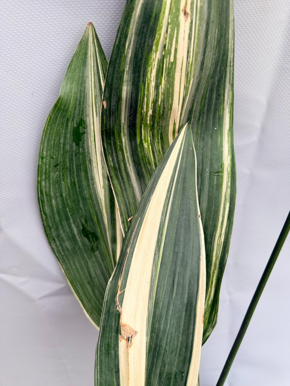 Aspidistra Elatior Variegata  foglia n 3