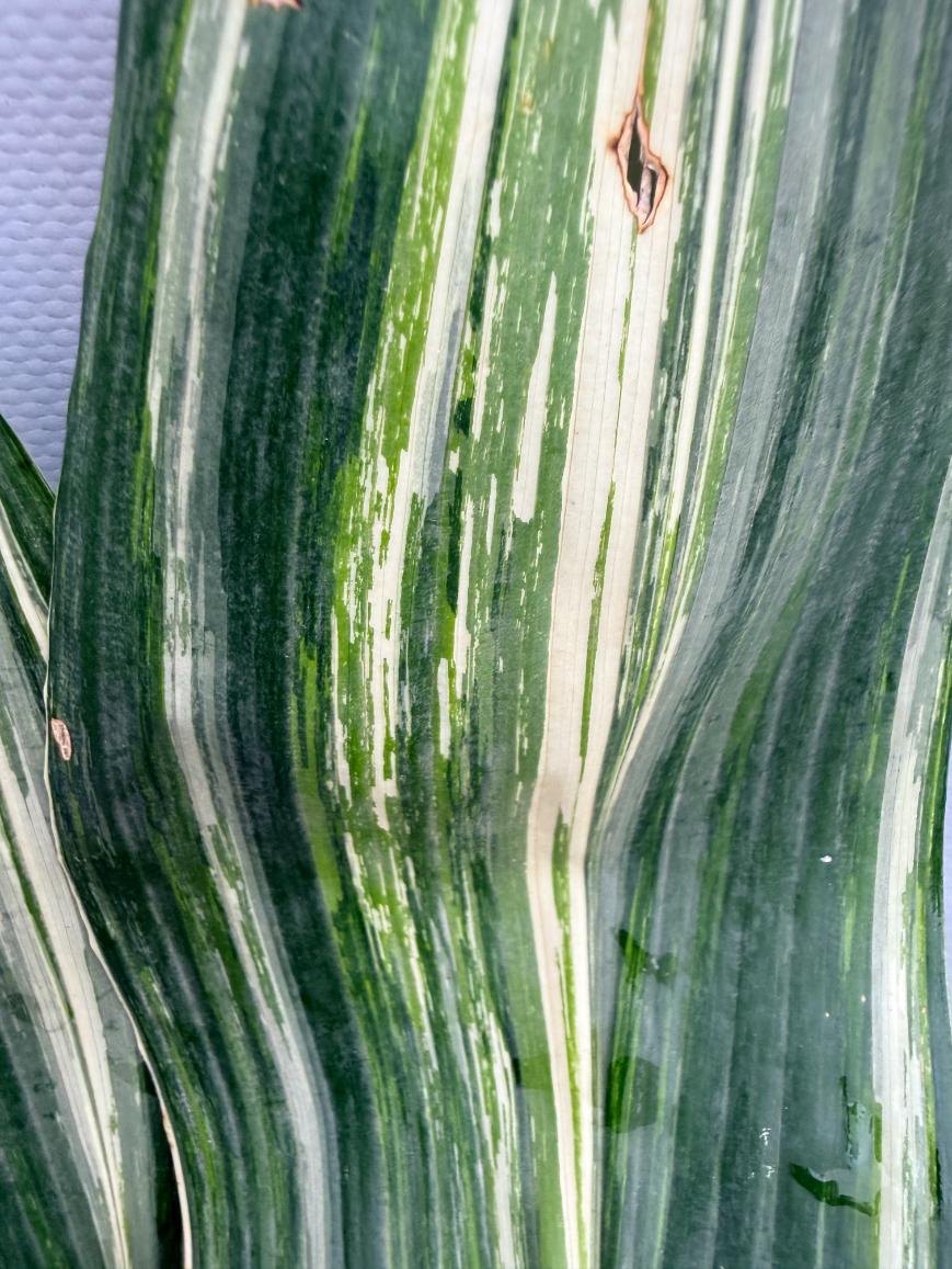 Aspidistra Elatior Variegata  foglia n 4