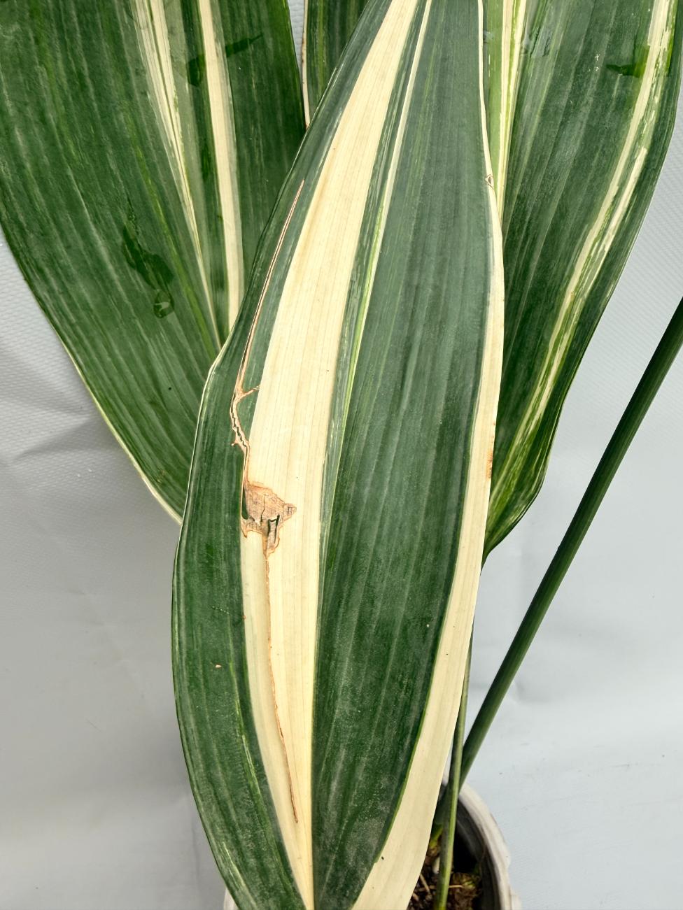 Aspidistra Elatior Variegata  foglia n 5